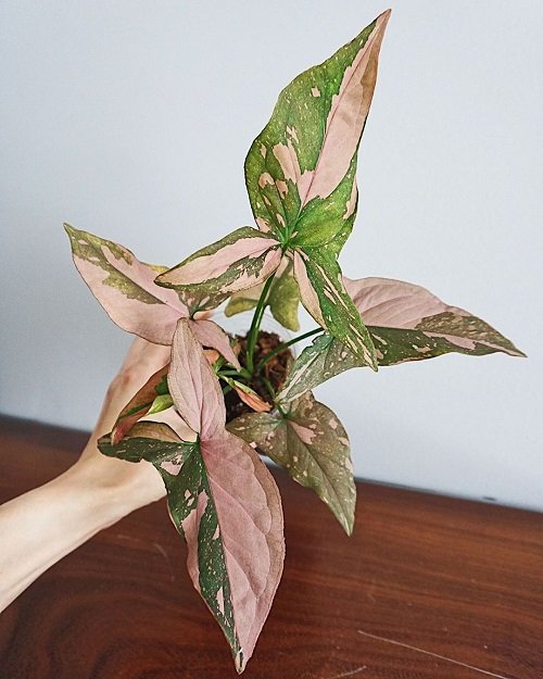 pink syngonium varieties