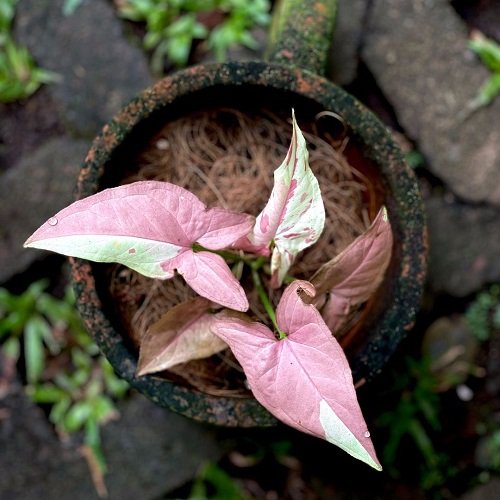 pink syngonium varieties 99