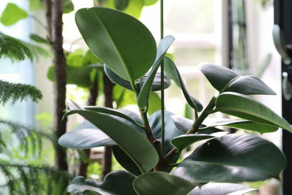 The Best Locations for Rubber Plants Based on Their Care Needs 