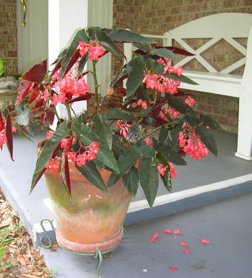 The best varieties of pink begonias