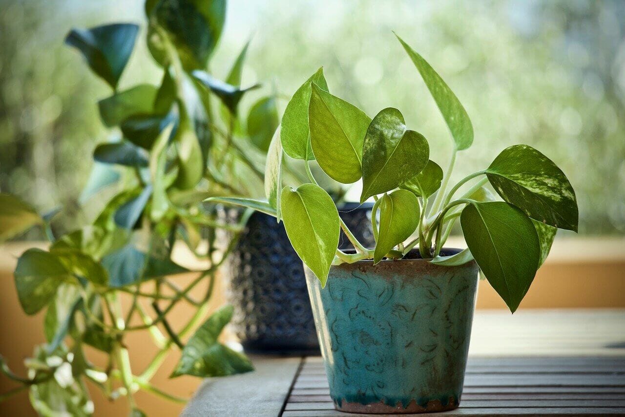 Ultimate Guide to Pothos Plants