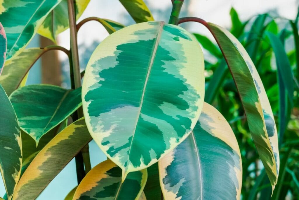 Variegated Rubber Tree (Ficus elastica 'Ruby')