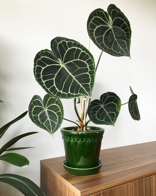 Houseplants that Look Like Pothos 2