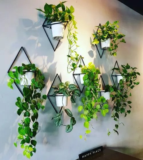 Intelligent Tips to Vine Trailing Houseplants on Walls 7