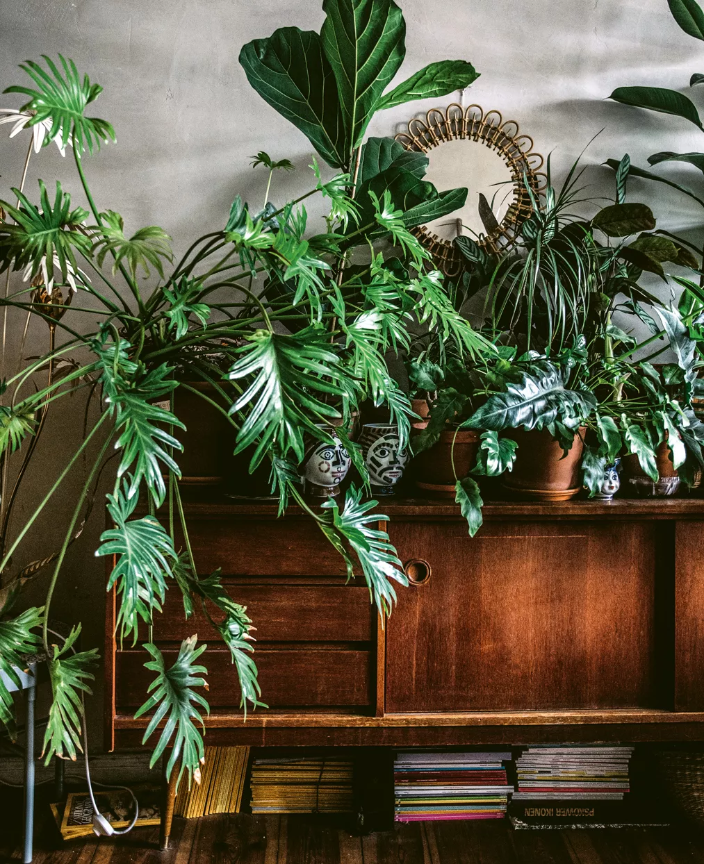 Plants resting on a wooden sideboard