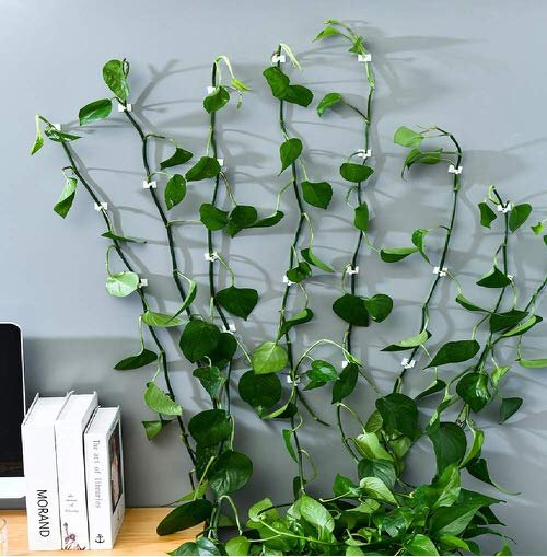 Intelligent Tips to Vine Trailing Houseplants on Walls 2