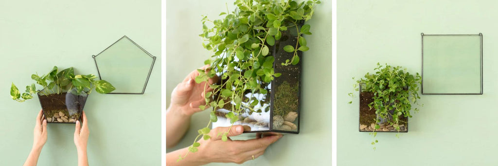 Glass Wall Terrariums with Hanging Plants