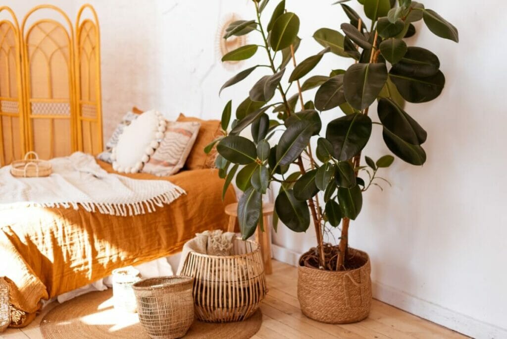 Where NOT to Place Rubber Plants in the Home