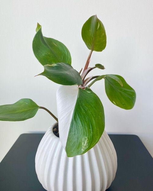 Houseplants that Look Like Pothos 5