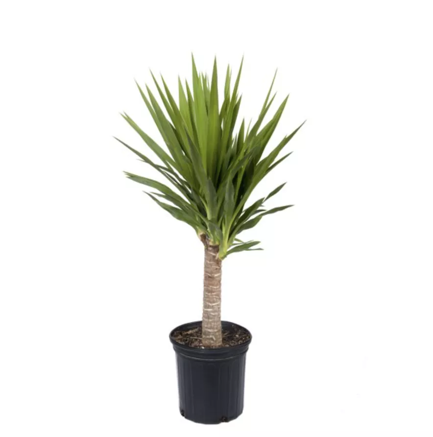 Yucca palm