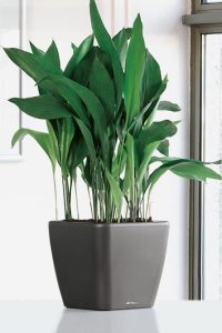 Indoor Plant that don't need sunlight