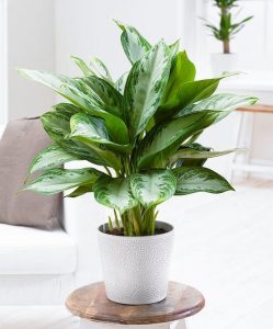 Indoor Plants that can go without sun