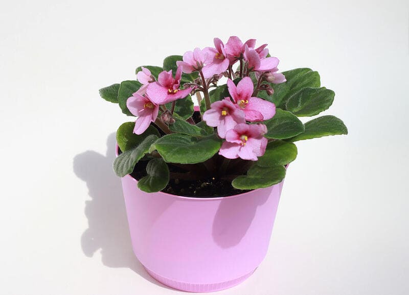 African Violet pet-safe indoor plants