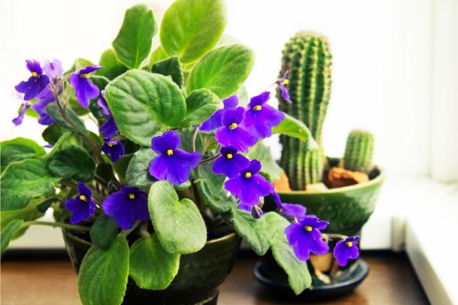 african violet saintpaulia challenging small indoor flowering plant