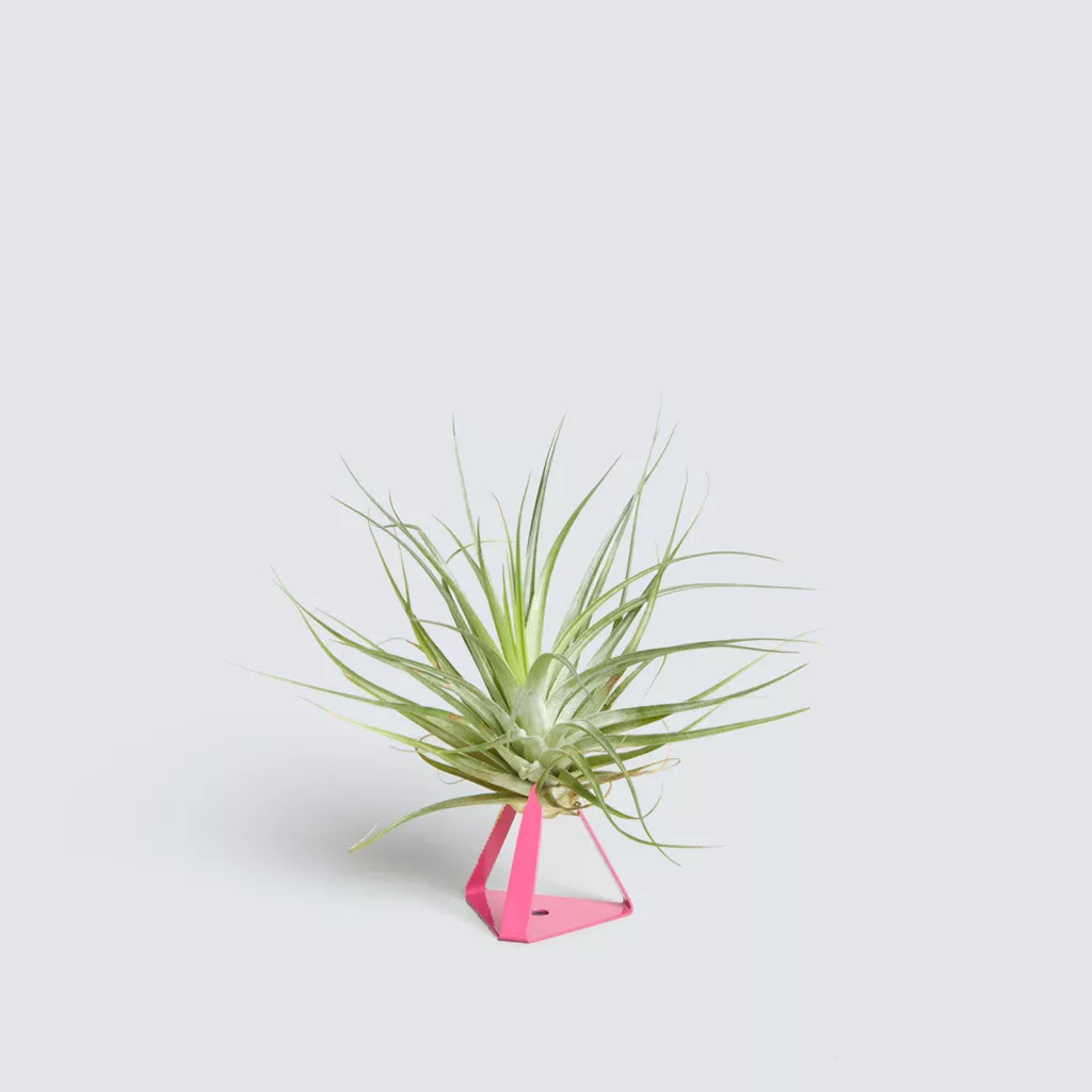 Air Plant