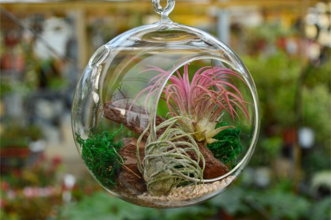 air plant tillandsia best houseplants for beginners