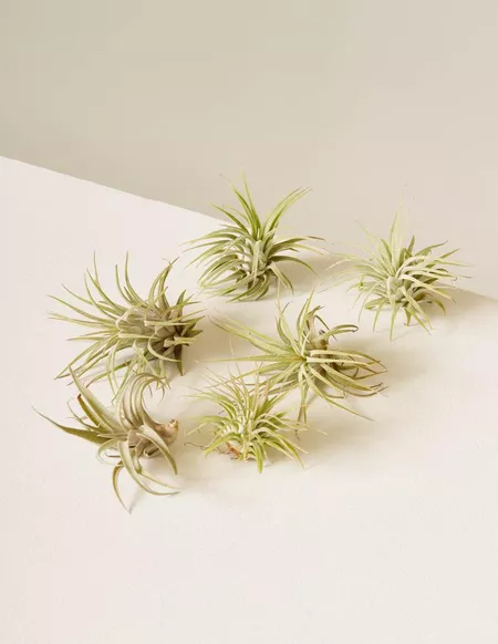 Assortment on air plants on a white tabletop