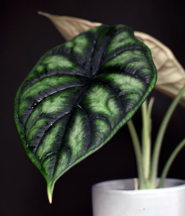 alocasia baginda dragon scale