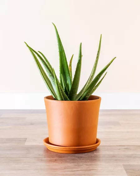 Aloe vera in a terra cotta pot on a wood floor