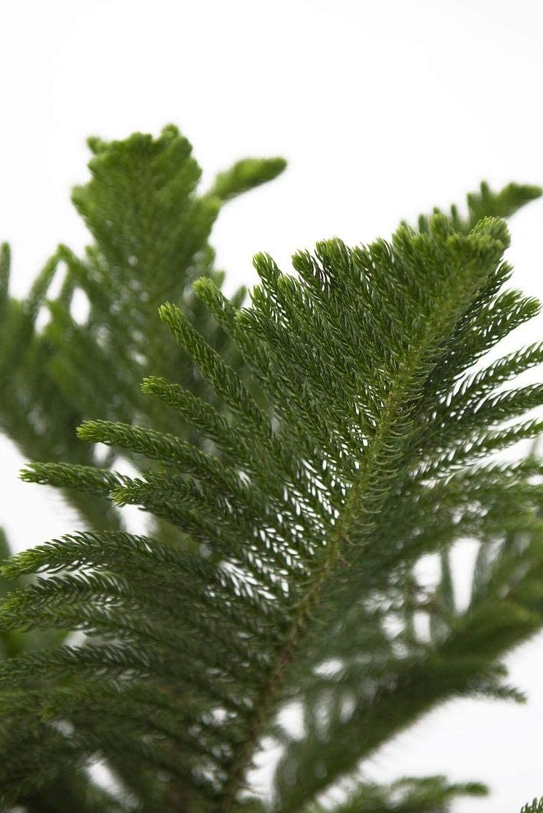 indoor trees, close up of the green norfolk pine leaves