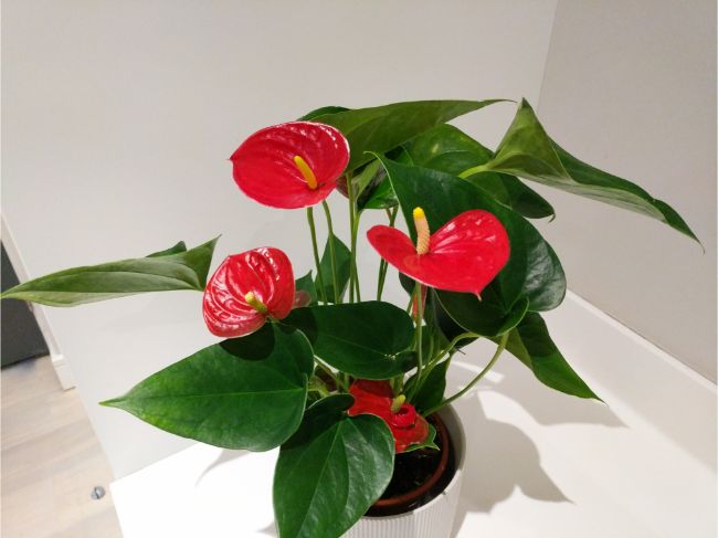 flamingo flower anthurium