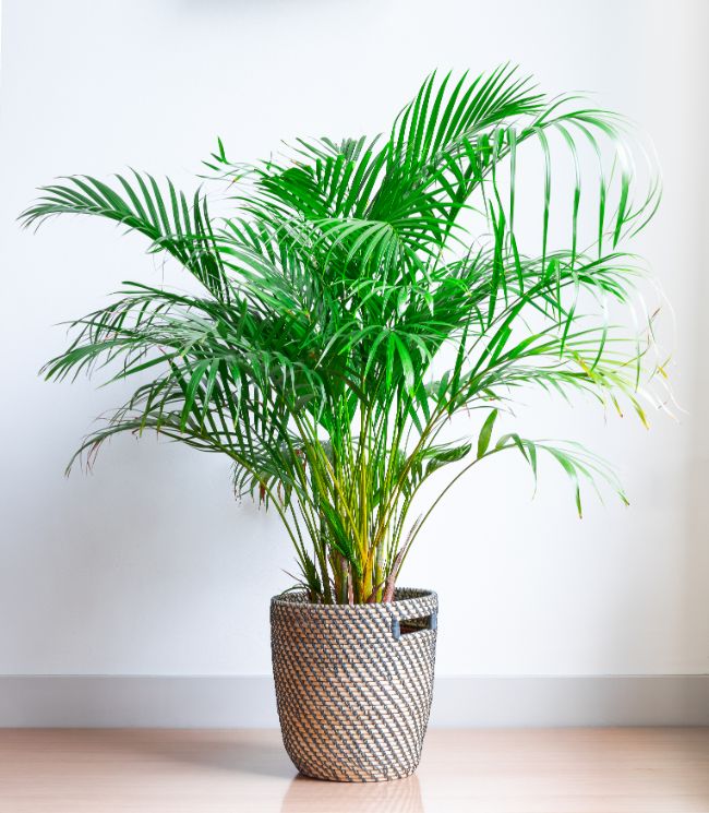 areca palm houseplants safe for cats