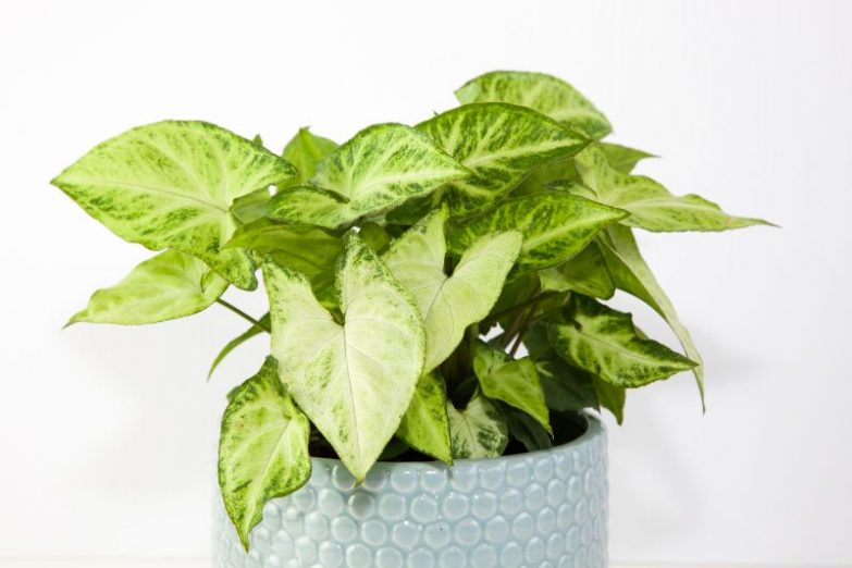 arrowhead plant drooping Syngonium podophyllum