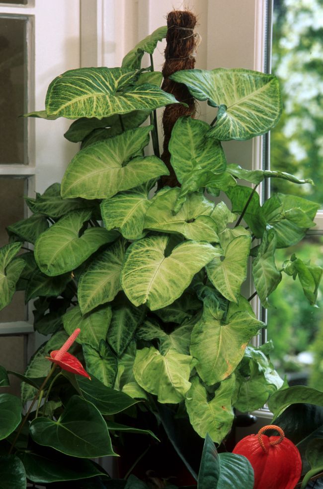 arrowhead plant drooping Syngonium podophyllum