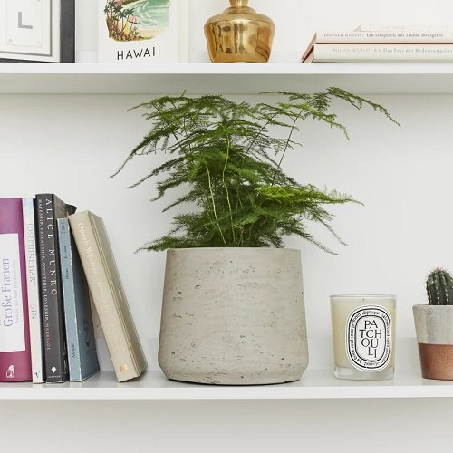 26 Best Office Desk Plants That Don't Need Space 8