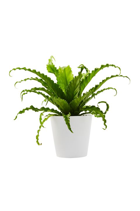 asplenium antiquum bird's nest fern