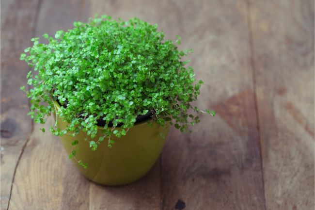 baby tears small indoor plants soleirolia soleirolii