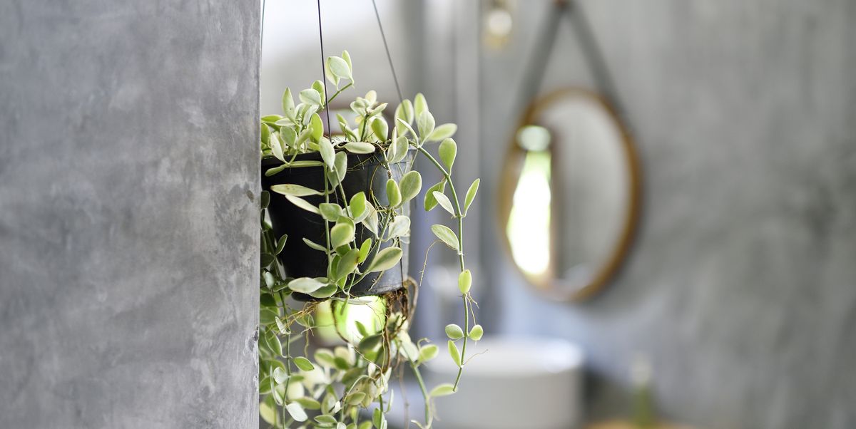 the best bathroom plants