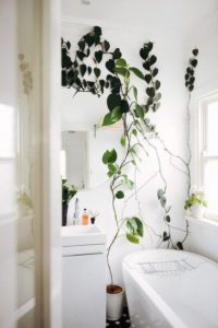 Tropical Indoor Plant Decorating Ideas