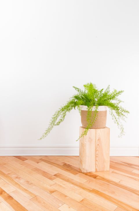 Beautiful Asparagus fern plant in a basket