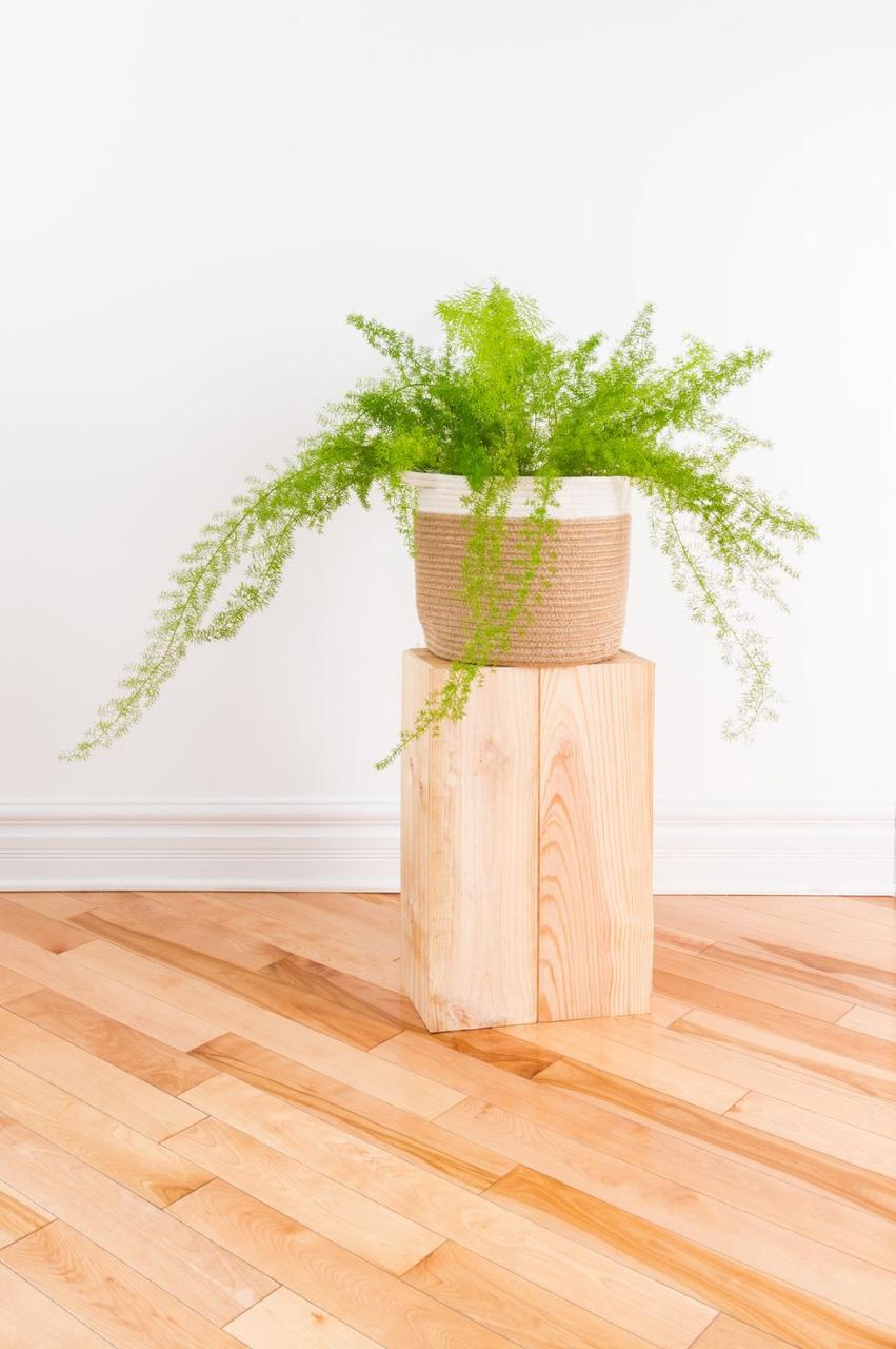 Beautiful Asparagus fern plant in a basket