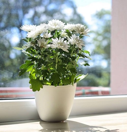 Plants to Undo Cigarette Damage 9