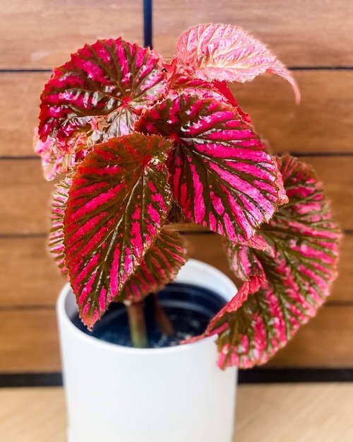 Beautiful Pink Begonia Pictures 26