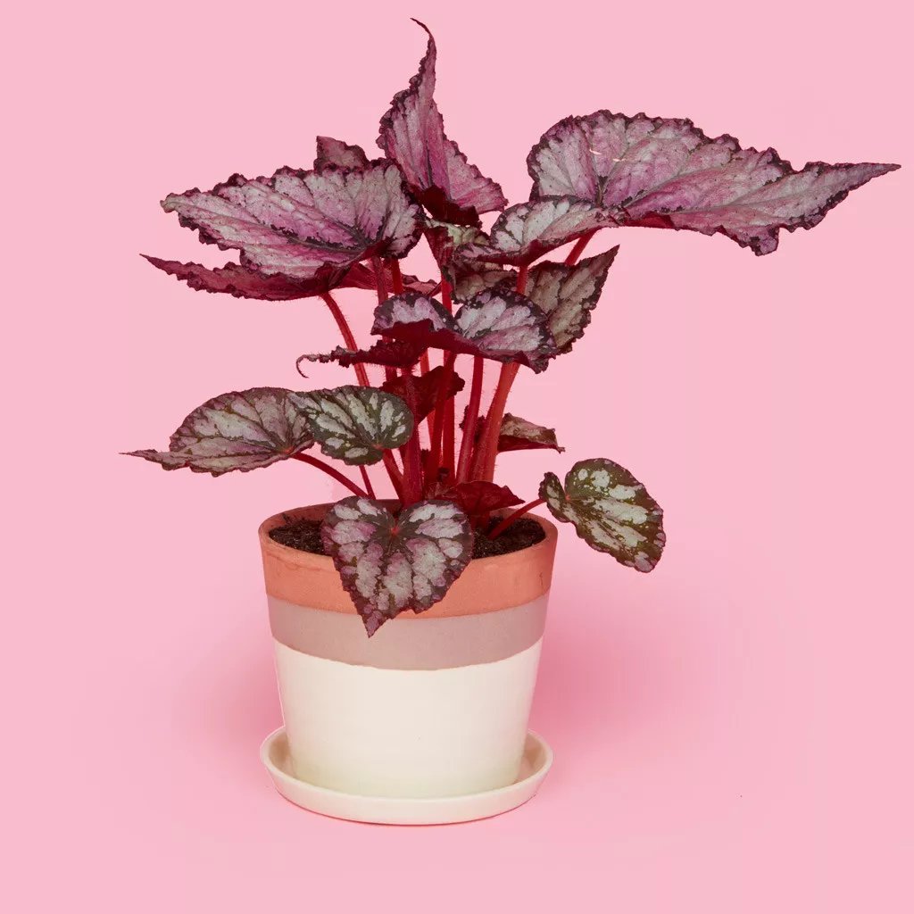 Begonia