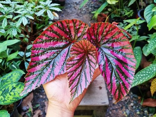 The best varieties of pink begonias 12