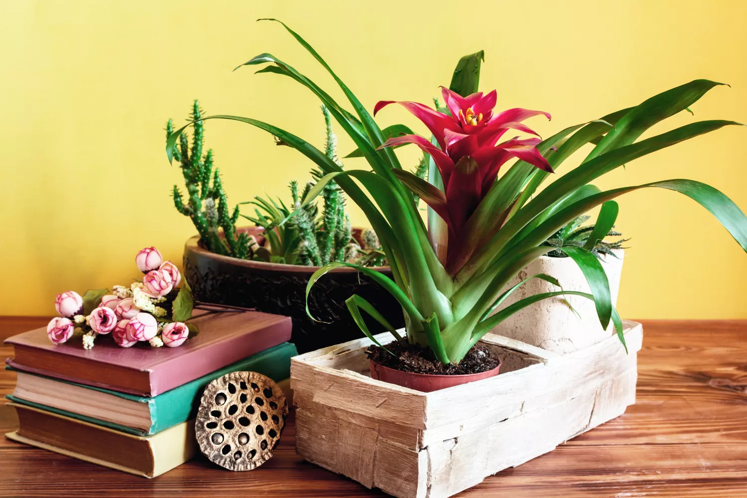 best-house-plants-GettyImages-1211869275