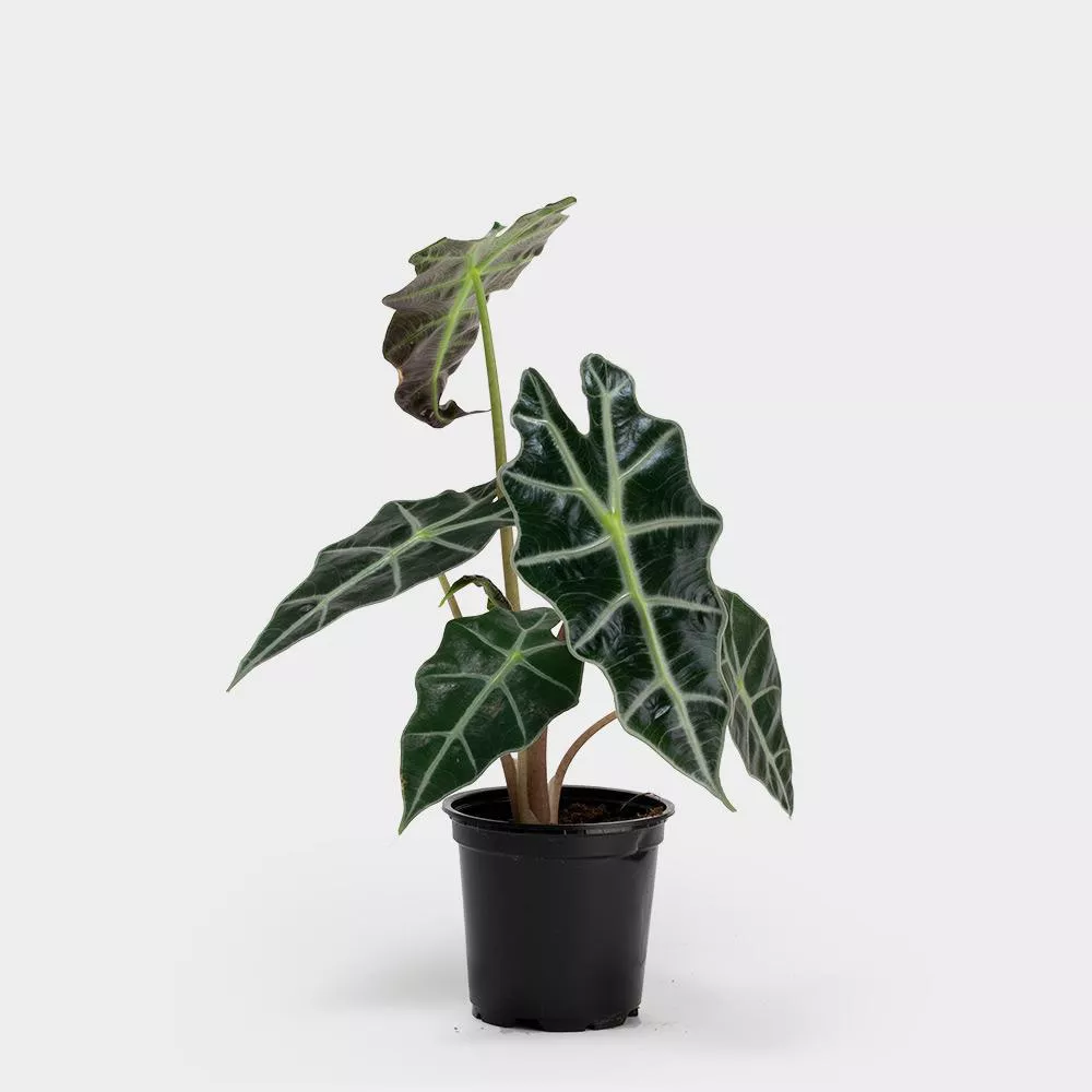 Greenery NYC Alocasia plant in pot