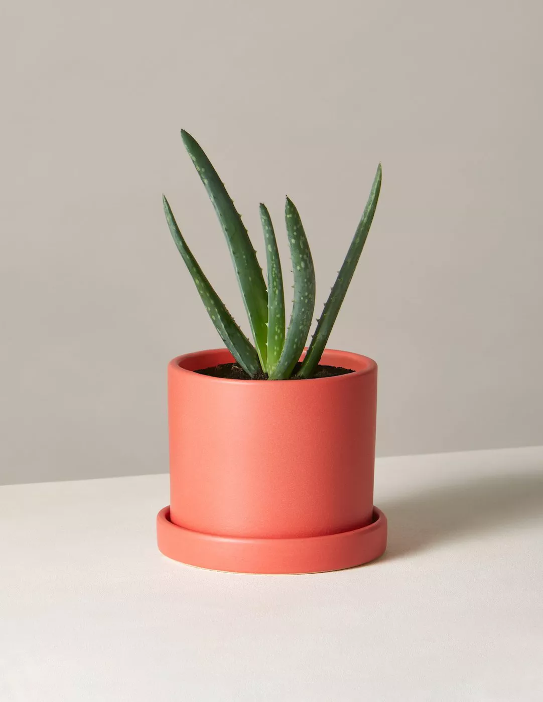 The Sill Aloe plant in pink pot