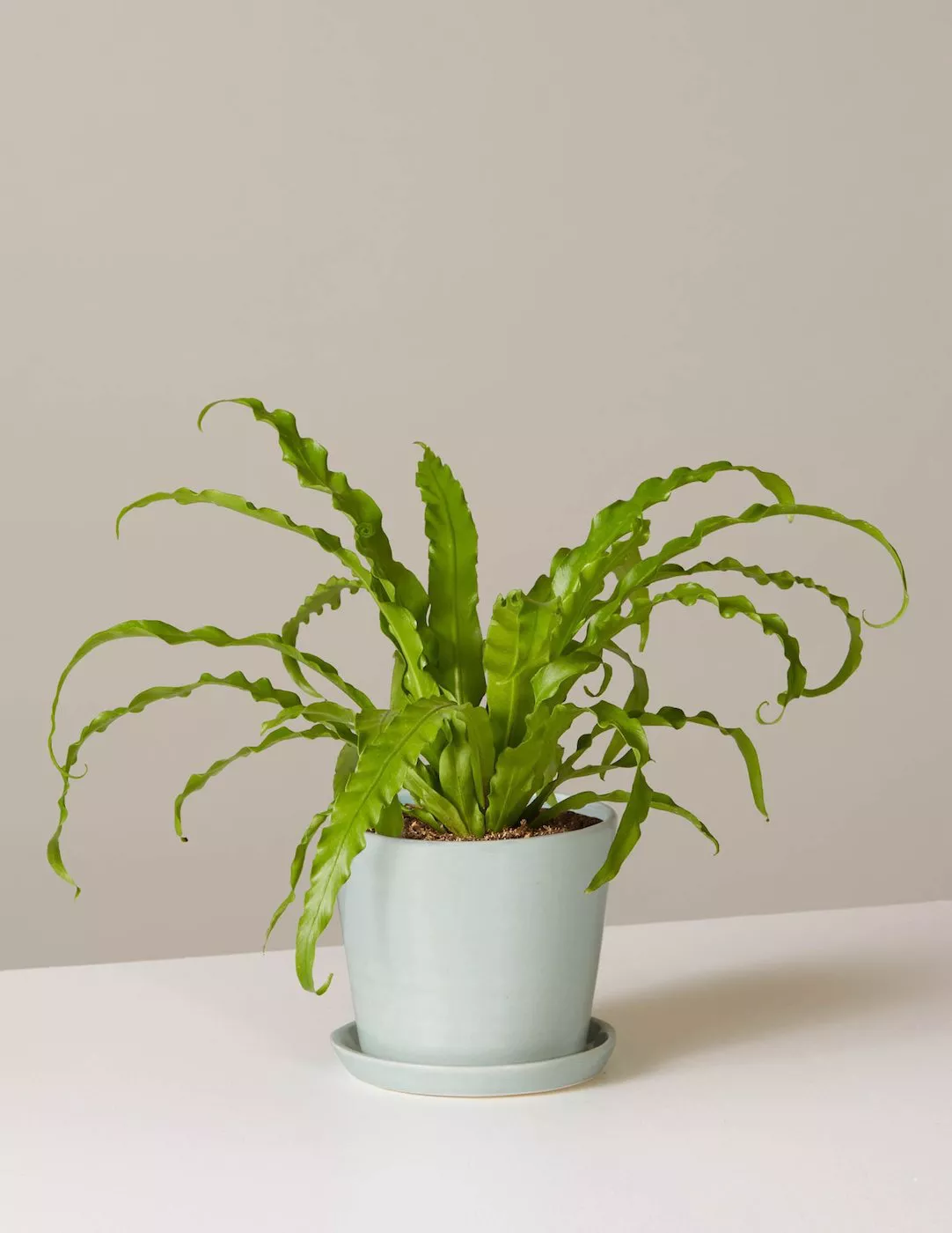 The Sill Bird's Nest Fern