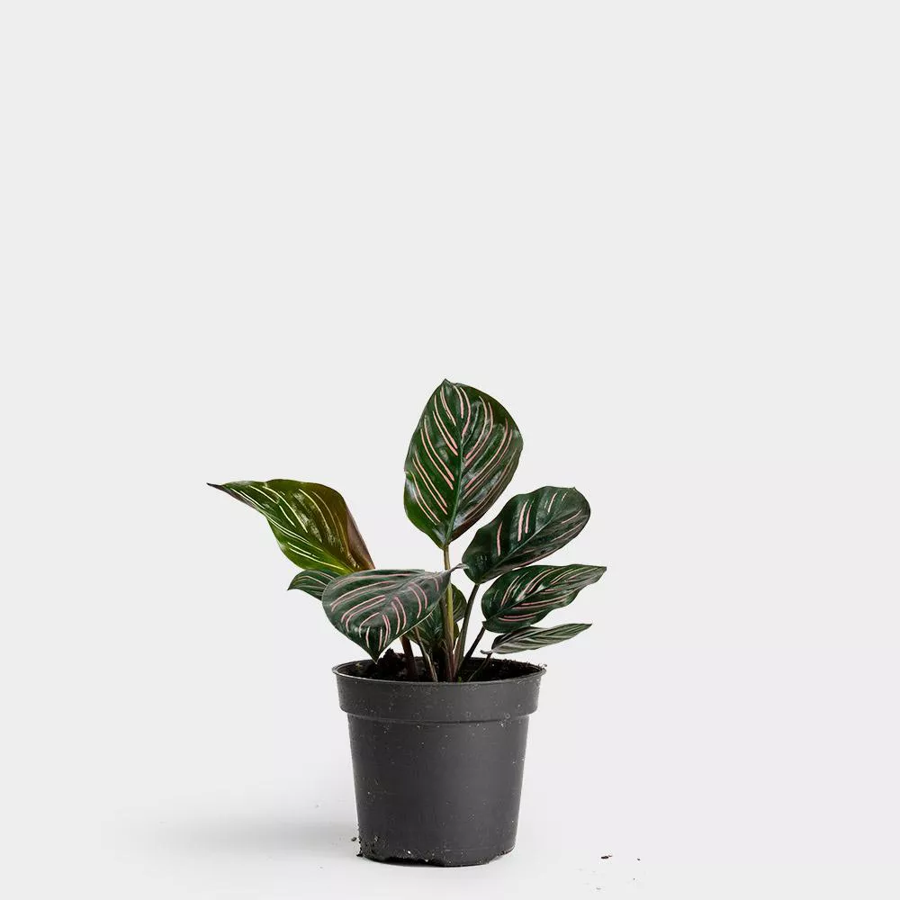 Greenery NYC Calathea