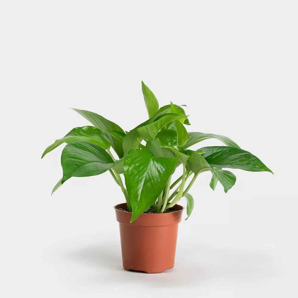 Greenery NYC Pothos plant