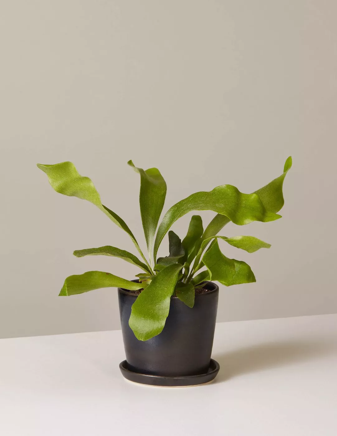 The Sill Staghorn Fern