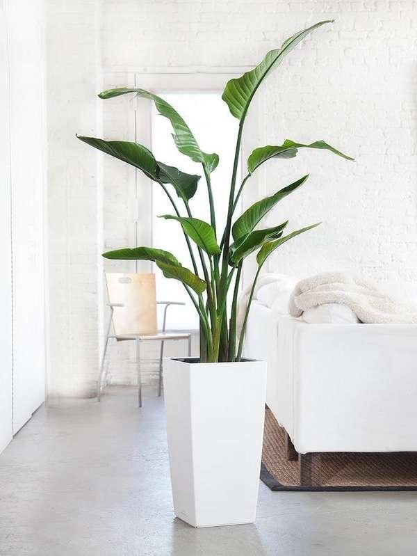 Bird of Paradise Large Houseplant