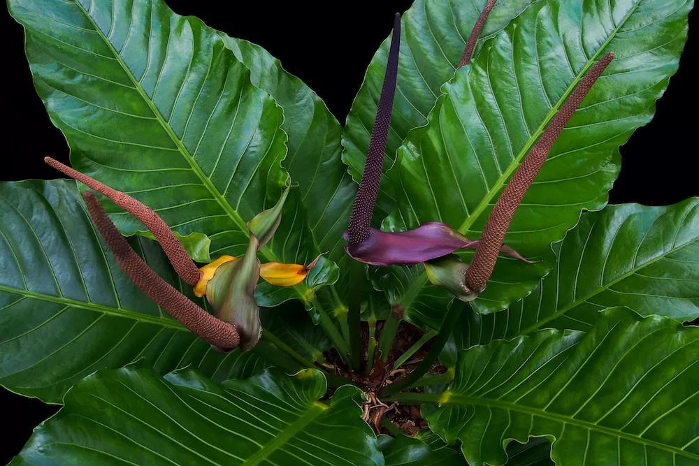 Bird's Nest Anthurium with glossy green big leaves