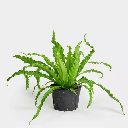 Victoria Bird's Nest Fern in a black grower's pot