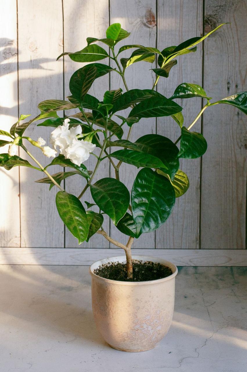 Blooming Gardenia Jasmine